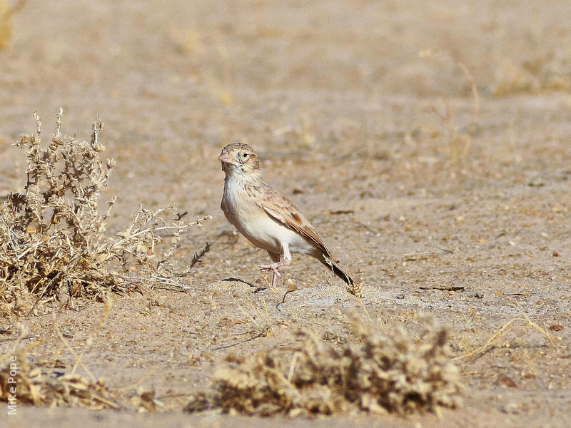 Dunn’s Lark