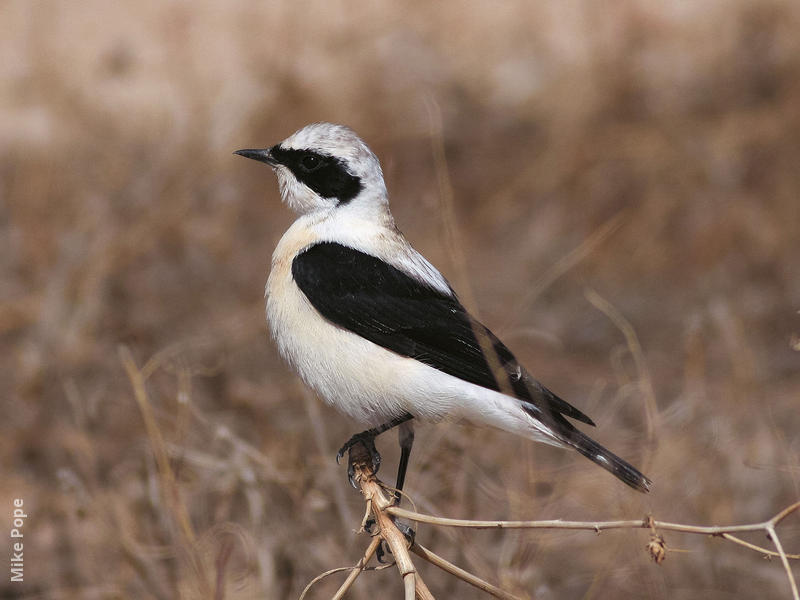 Eastern Black-eared Wheatear (Male pale-throated form)