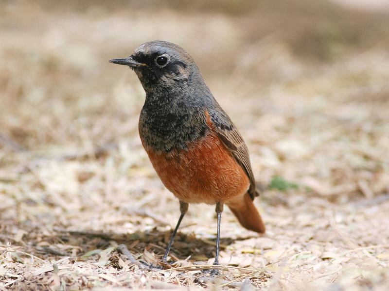 Eastern Black Redstart (Male breeding plumage)