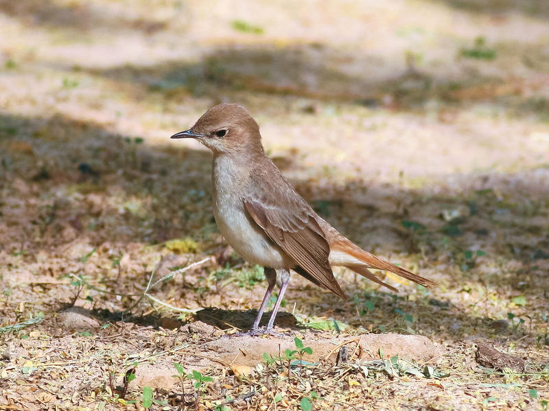 Eastern Nightingale 