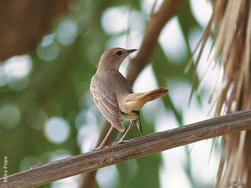 Eastern Nightingale