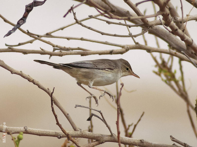 Eastern Olivaceous Warbler