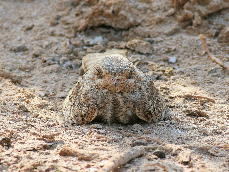 Egyptian Nightjar 