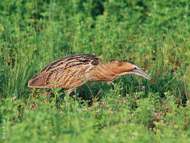 Eurasian Bittern