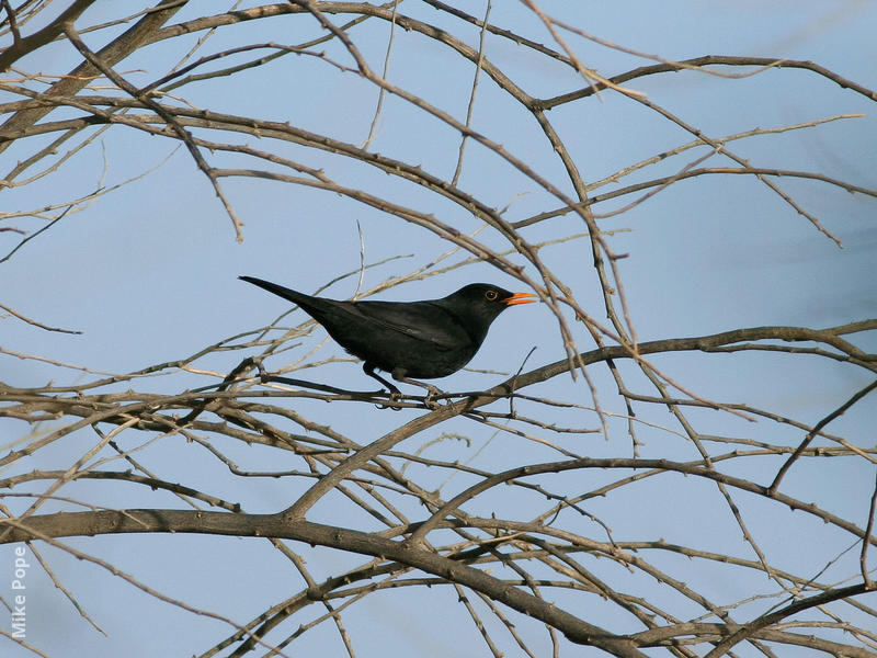 Eurasian Blackbird (Male)