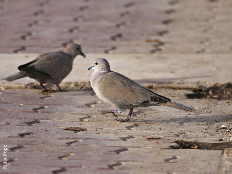 Eurasian Collared Dove