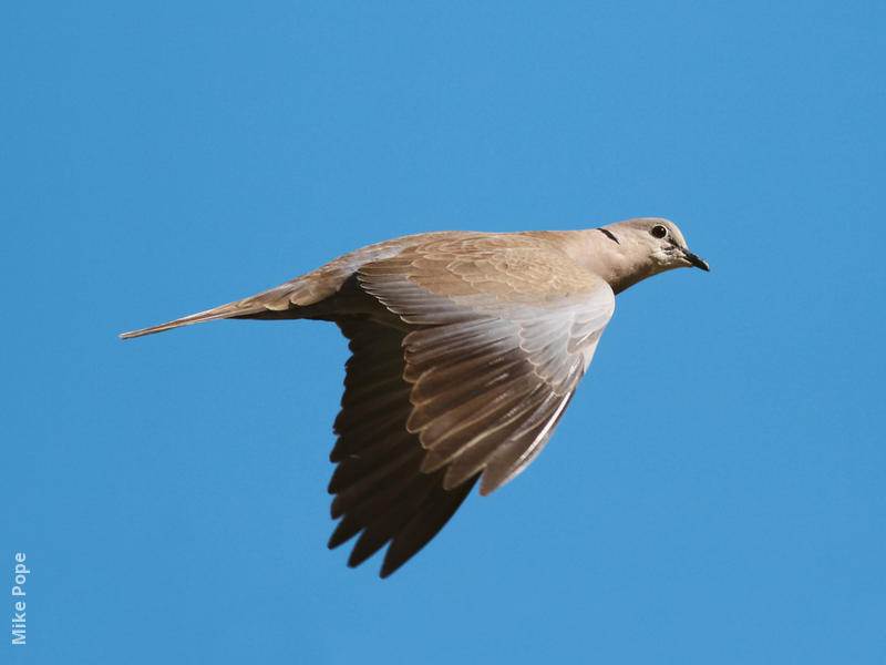 Eurasian Collared Dove 