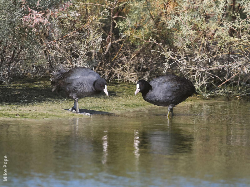 Eurasian Coot 