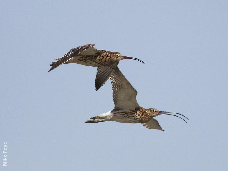 Eurasian Curlew