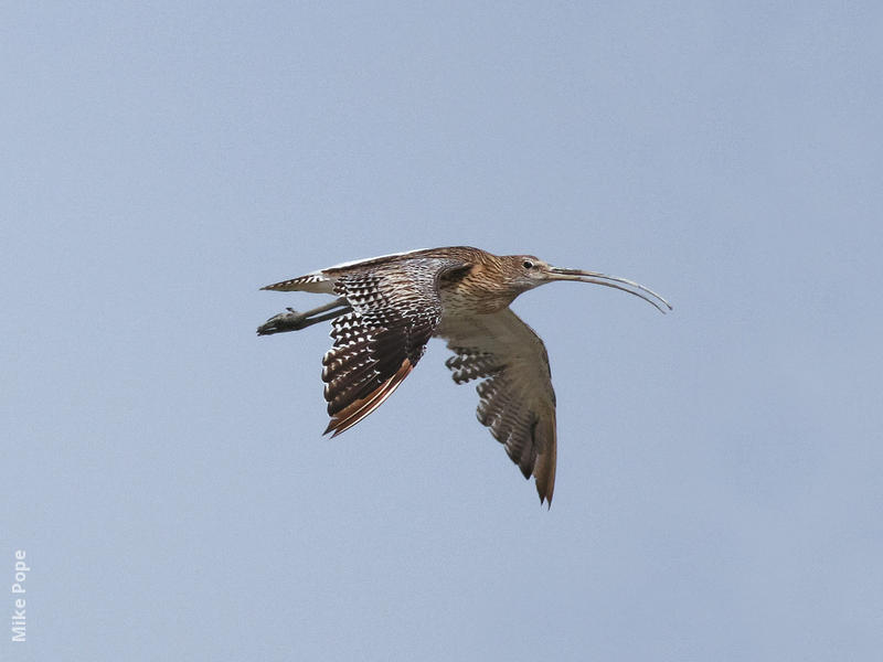 Eurasian Curlew