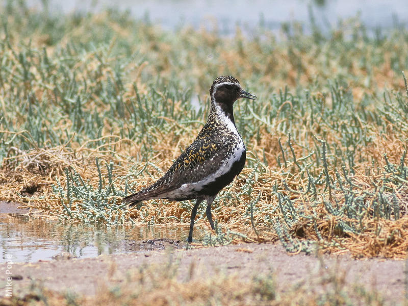 Eurasian Golden Plover (Breeding plumage)