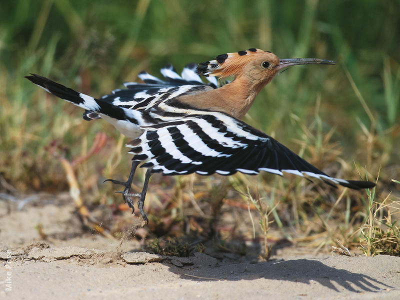 Eurasian Hoopoe