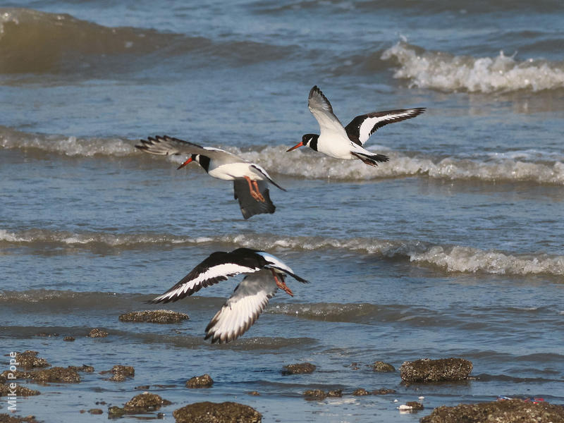 Eurasian Oystercatcher