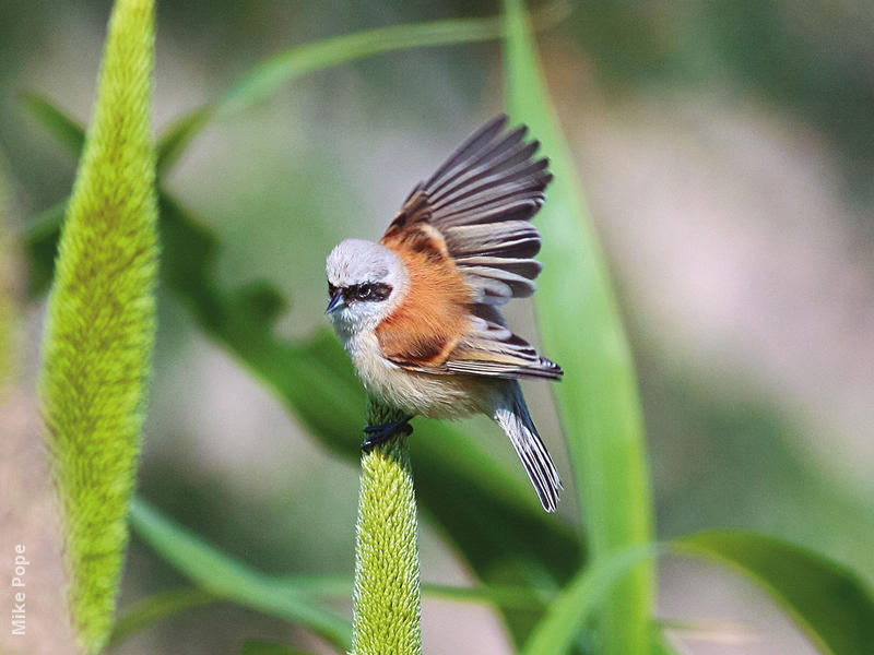 Eurasian Penduline Tit (Male)