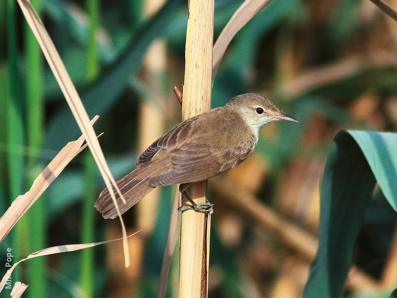 Eurasian Reed Warbler 