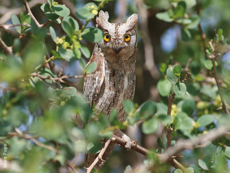 Eurasian Scops Owl