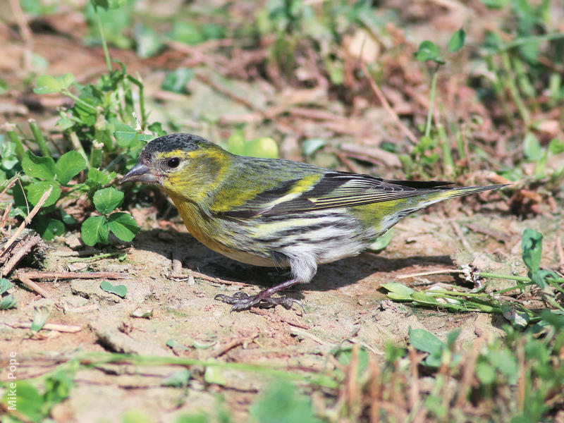 Eurasian Siskin (Non-breeding plumage)