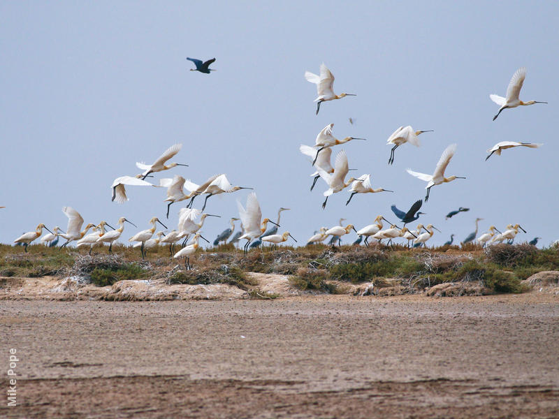 Eurasian Spoonbill (Colony on Bubiyan)