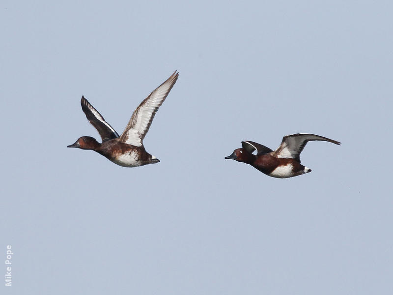 Ferruginous Duck (male and female)