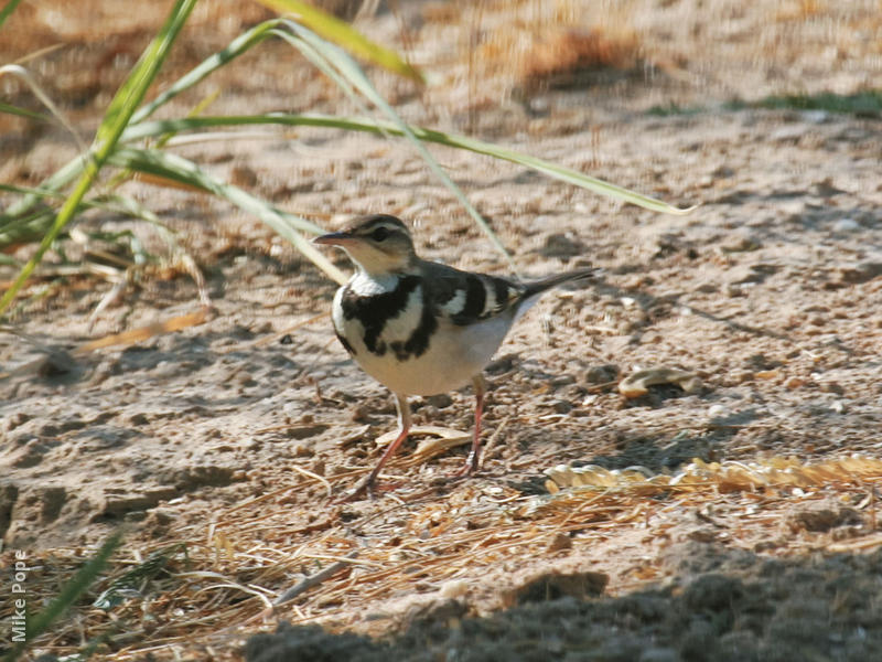 Forest Wagtail