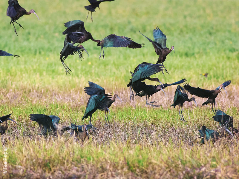 Glossy Ibis