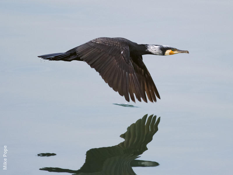 Great Cormorant