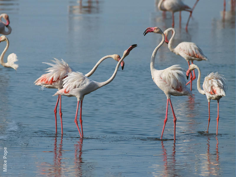 Greater Flamingo