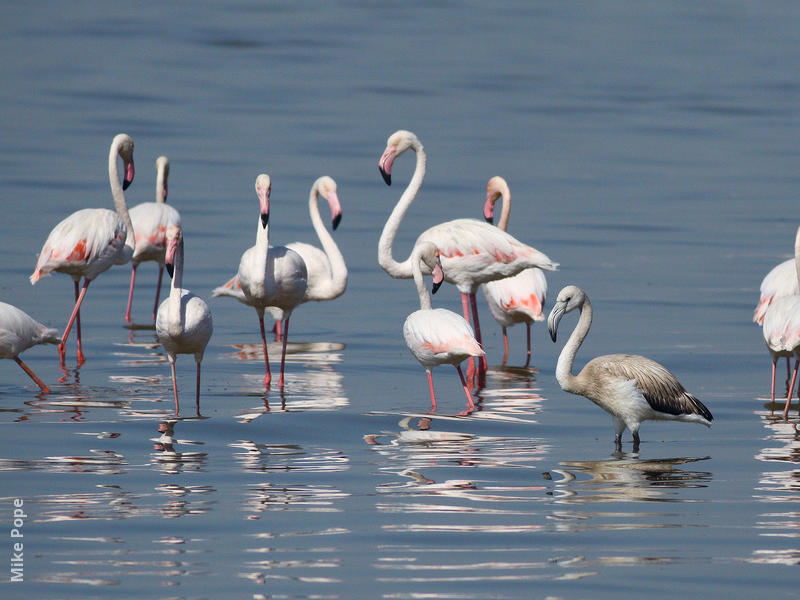 Greater Flamingos (Adults and a juvenile)