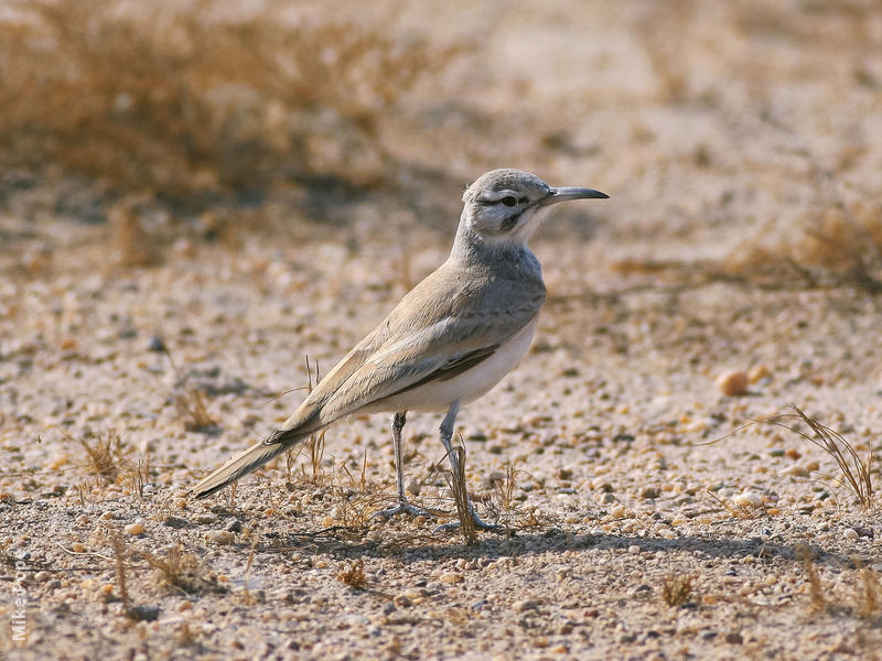 Greater Hoopoe-Lark (Male)