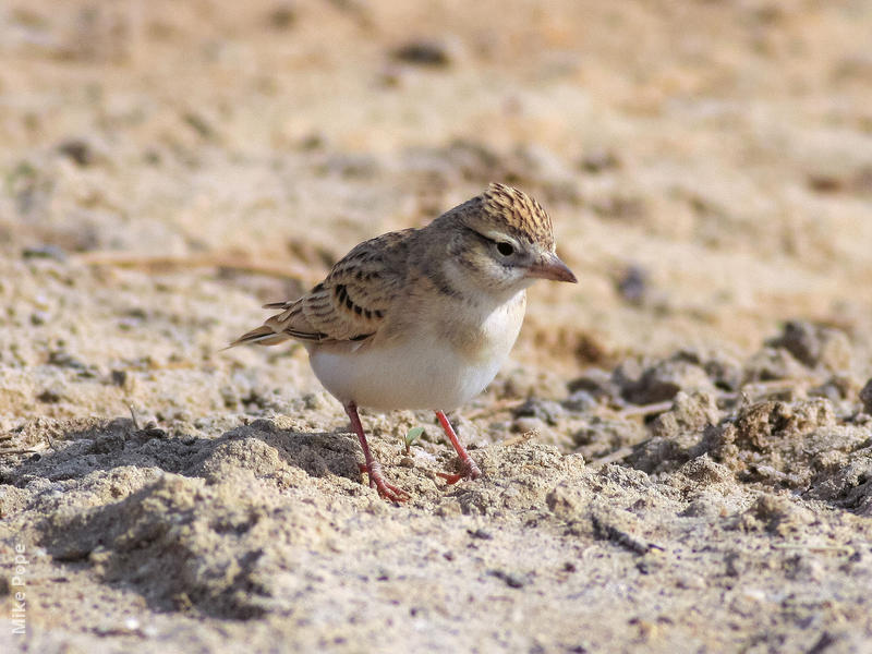 Greater Short-toed Lark