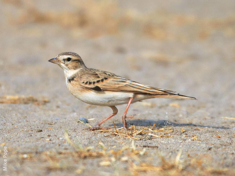 Greater Short-toed Lark