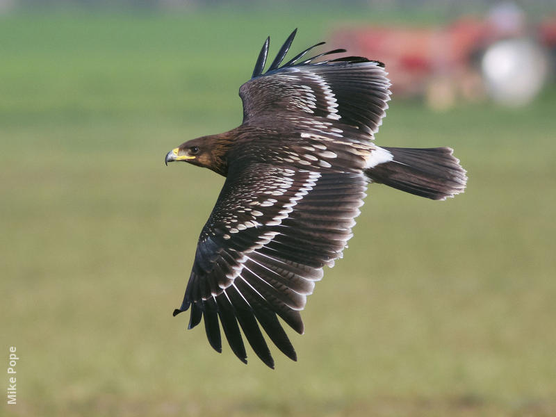 Greater Spotted Eagle (Juvenile)