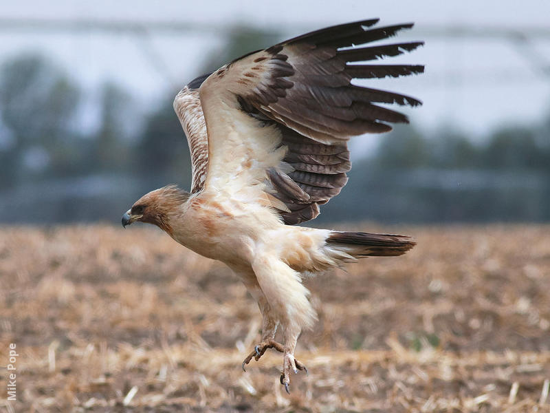 Greater Spotted Eagle (Pale morph, fulvescens)