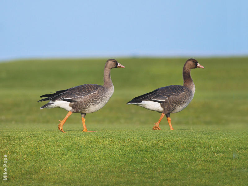 Greater White-fronted Goose (Juveniles)