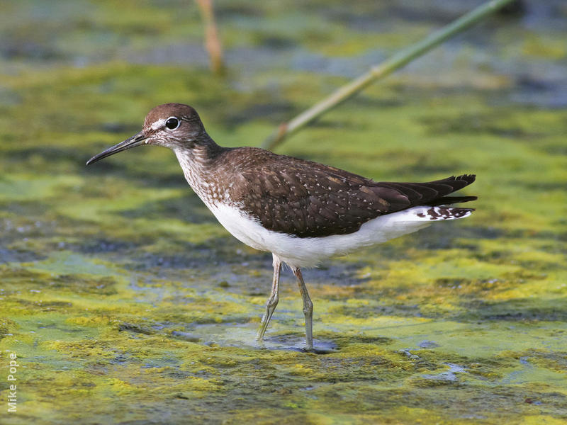 Green Sandpiper (Autumn)