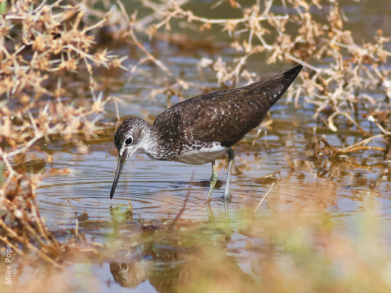 Green Sandpiper (Summer)