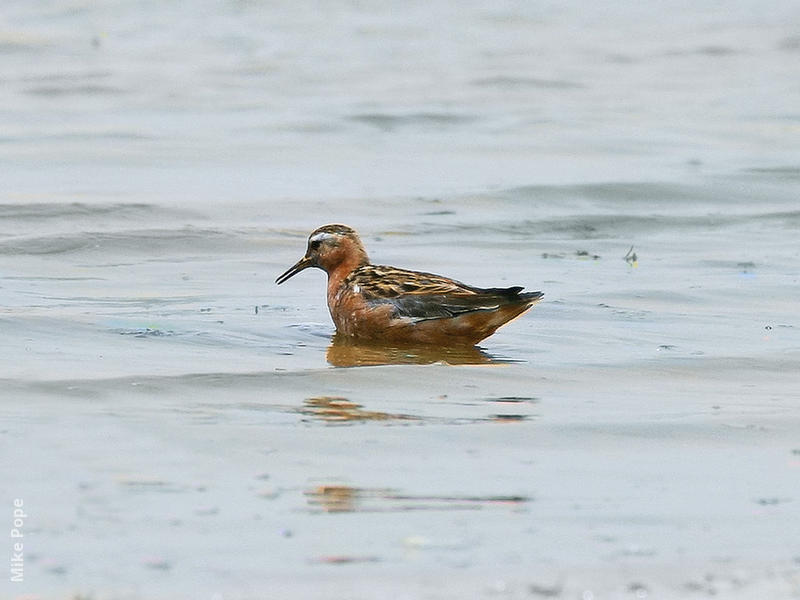 Grey Phalarope (Breeding plumage)