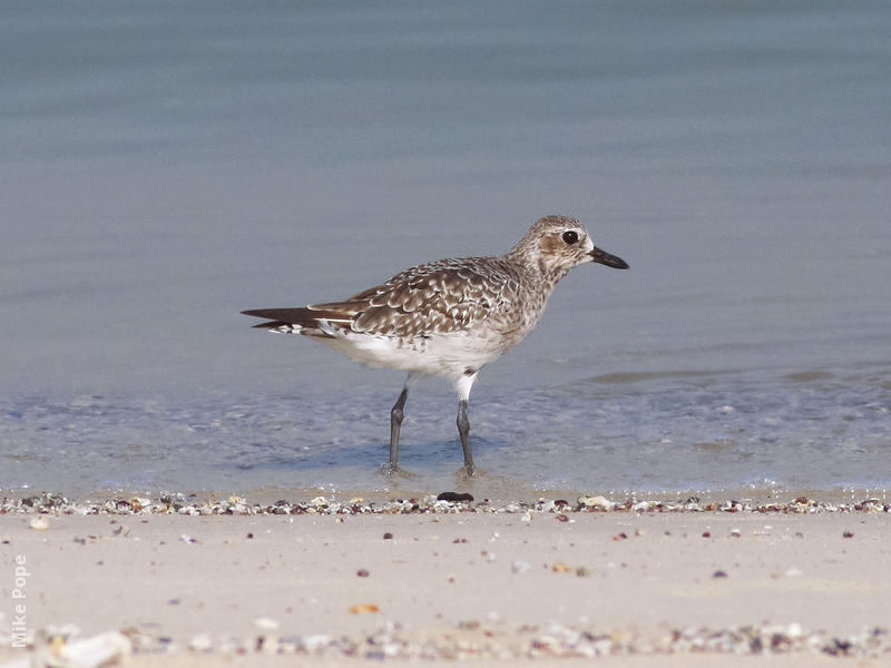 Grey Plover (Winter)