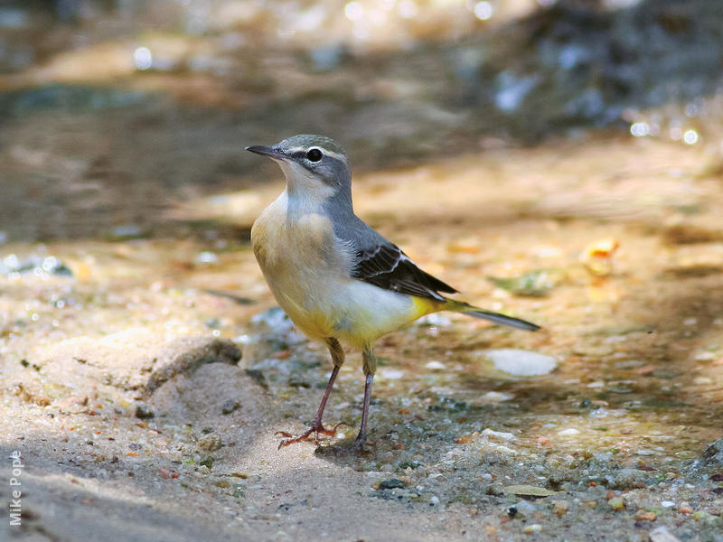 Grey Wagtail