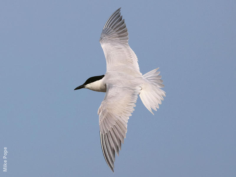 Gull-billed Tern (Breeding plumage)