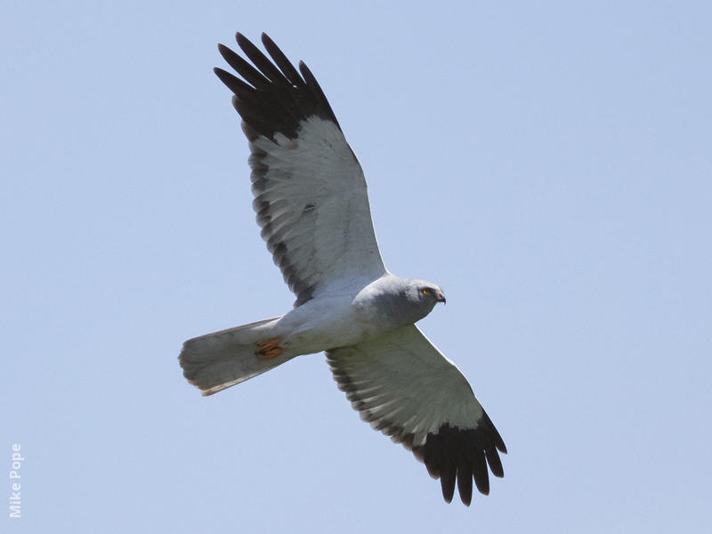 Hen Harrier (Male)