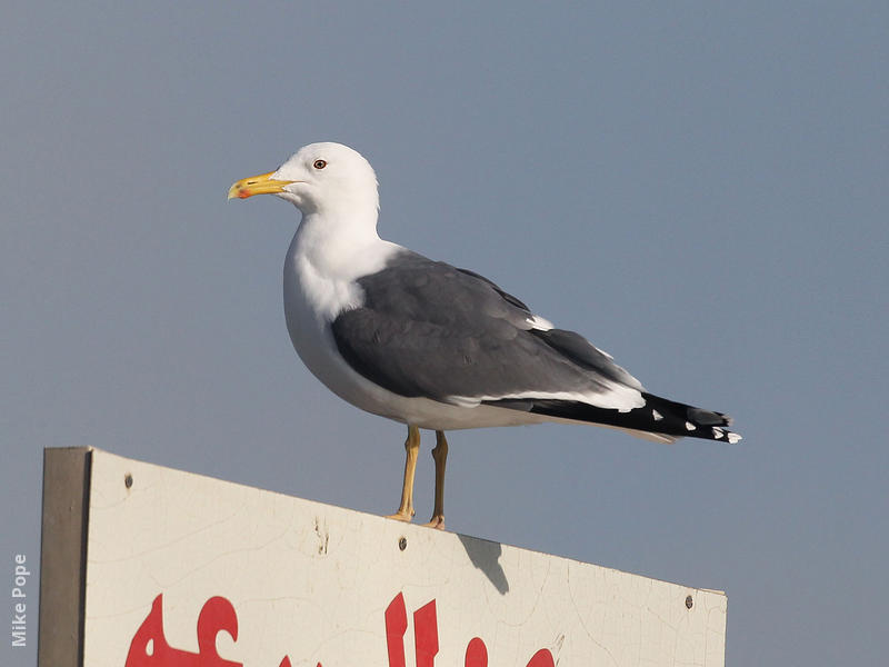 Heuglin’s Gull