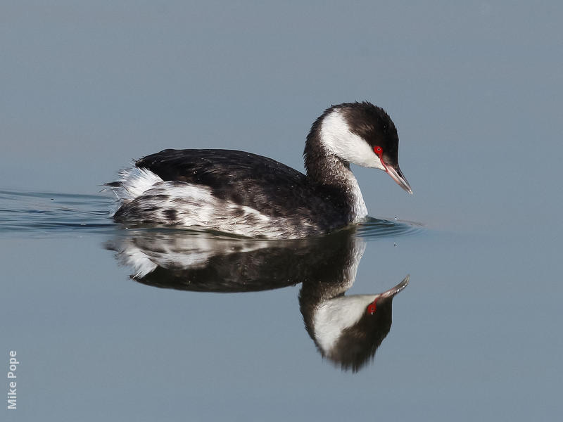 Horned Grebe (winter)