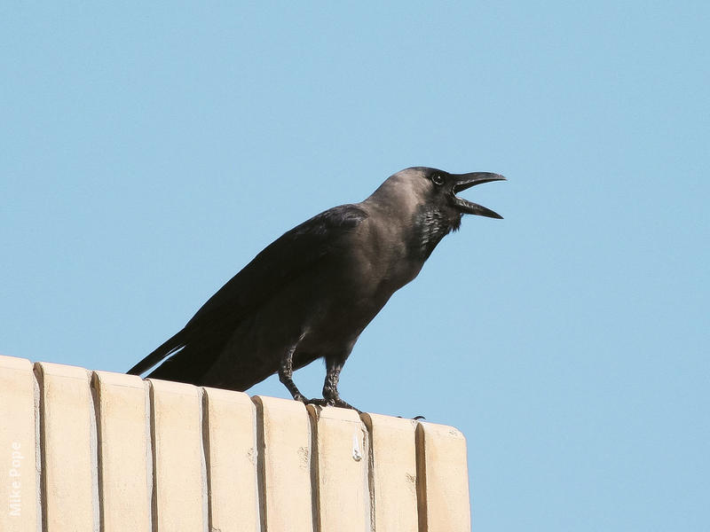 House Crow