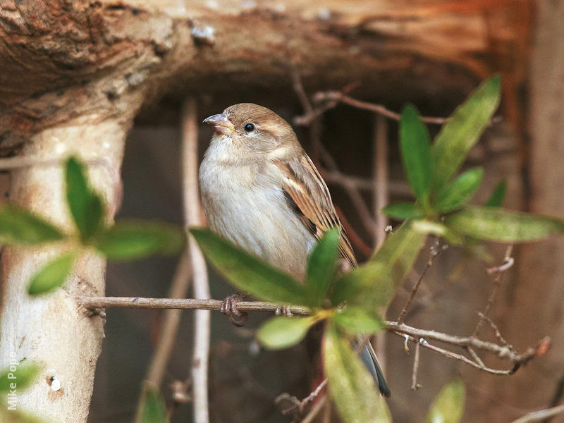 House Sparrow (Female)