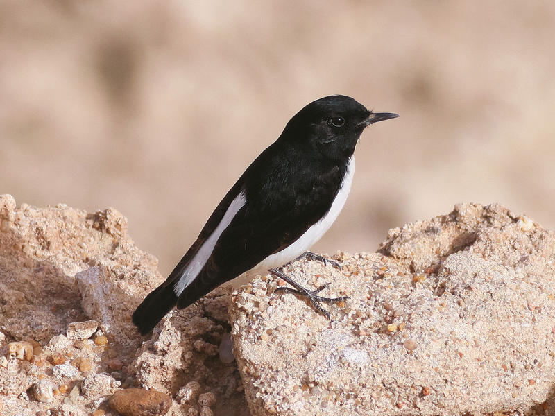 Hume’s Wheatear