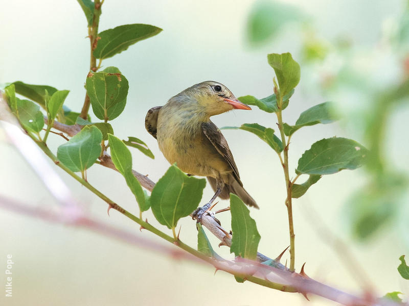 Icterine Warbler (Autumn)