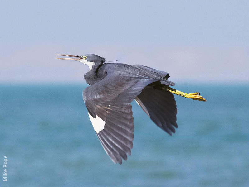 Indian Reef Heron (Dark morph)