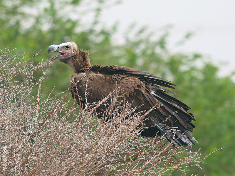 Lappet-faced Vulture (Immature)