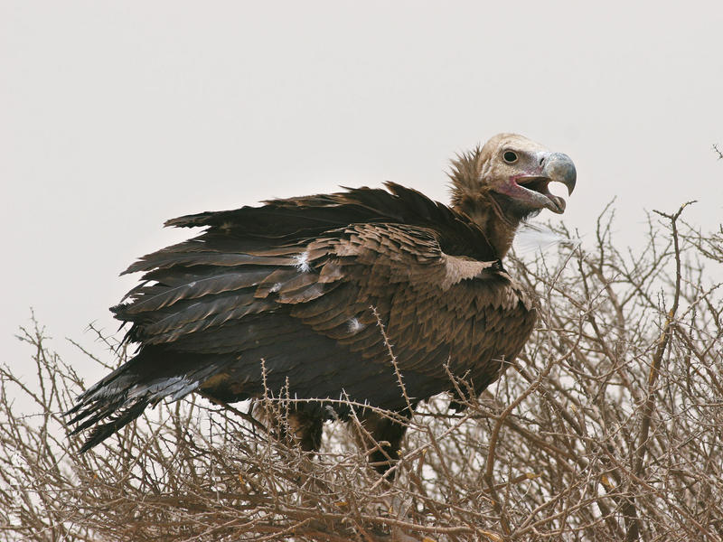 Lappet-faced Vulture